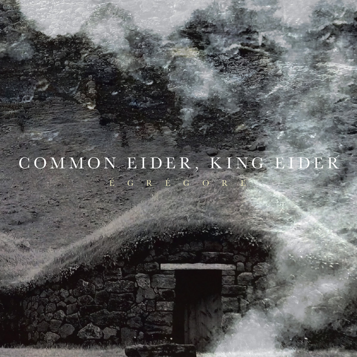 Common Eider, King Eider_cover