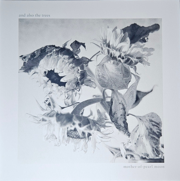 and also the trees cover